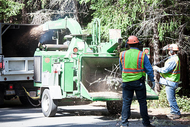 How Our Tree Care Process Works  in  Home Gardens, CA